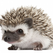 File gambar hedgehog png
