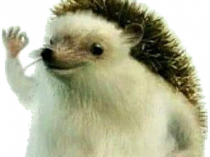 Hedgehog PNG Image HD