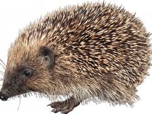 Hedgehog PNG Pic