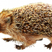 Hedgehog transparan