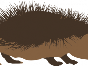 Hedgehog Vector PNG Photos