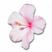 Hibiscus png png