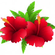 Imagens de PNG de hibisco vermelho