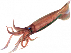 Squid Animal