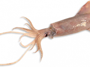 Squid Animal PNG Cutout