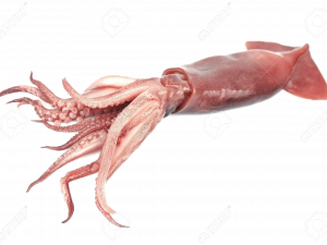 Squid Animal PNG File