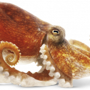 Squid hayvan png görüntüsü