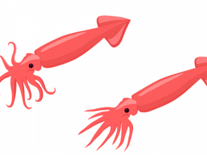 Squid No Background