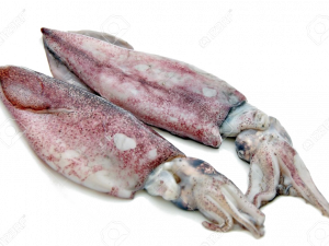 Squid PNG Cutout