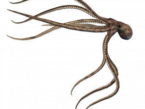 Squid PNG Image HD