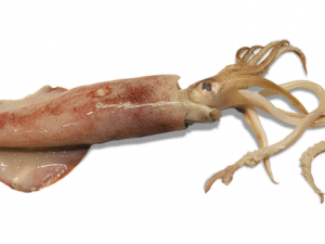 Squid PNG Images