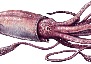 Squid Reef Creature PNG HD Image