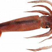 Squid Resif yaratık Png görüntüsü