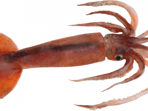 Squid Reef Creature PNG Image