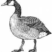 Vector Goose PNG -afbeeldingen
