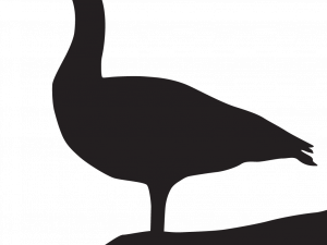 Vector Goose Transparent