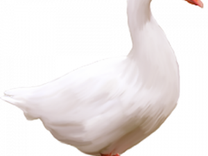 White Goose PNG