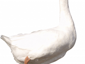 White Goose PNG Clipart