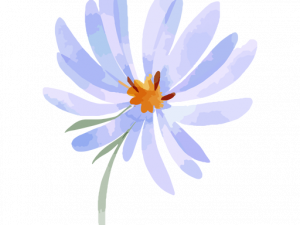 Aster Flower