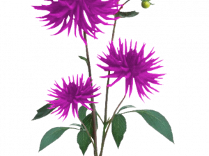 Aster Flower PNG Cutout