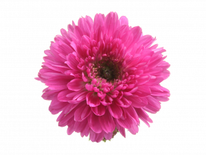 Aster Flower PNG File