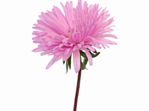 Aster Flower PNG Images