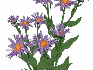 Aster Flower PNG Images HD