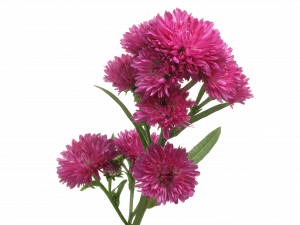 Aster Flower PNG Pic