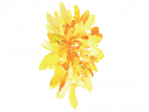 Aster Flower PNG Picture