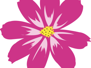 Aster Flower Plant PNG Cutout