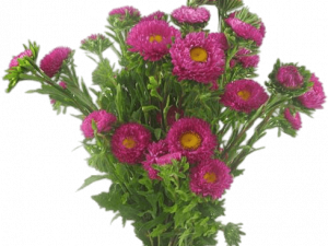 Aster Flower Plant PNG Photo