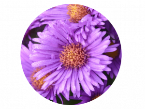 Aster Flower Purple