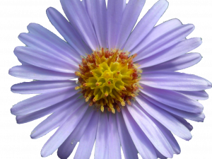 Aster Flower Purple PNG File