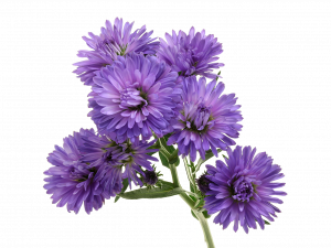 Aster Flower Purple PNG Photo