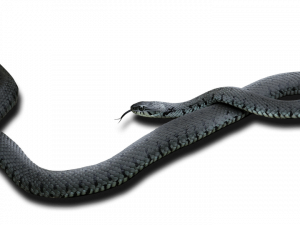 Black Mamba