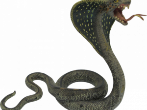 Black Mamba PNG File