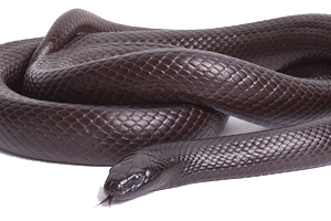 Black Mamba PNG Image File