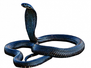 Black Mamba PNG Pic