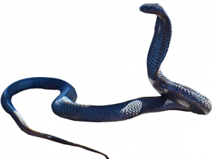 Black Mamba Snake PNG Images