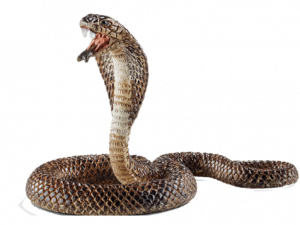 Cobra Animal PNG Image