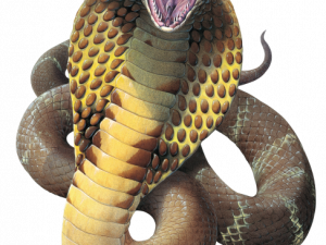 Cobra PNG Picture