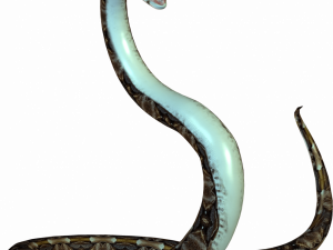 Cobra Snake