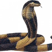 Cobra Ular PNG