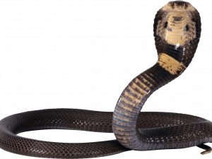 Cobra Snake PNG Cutout