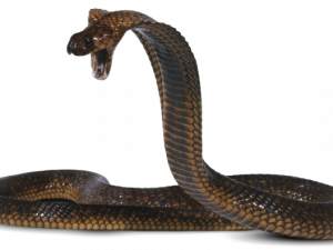 Cobra Snake PNG File