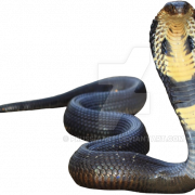 Cobra Snake Transparan