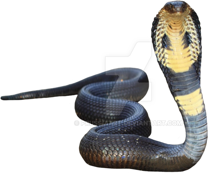 Cobra Snake Transparent Png All