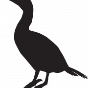 Cormorant PNG Clipart