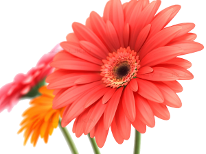 Gerbera