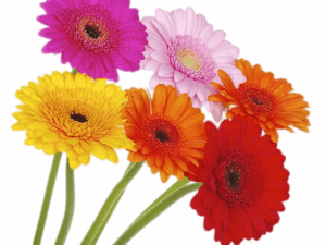 Gerbera Background PNG